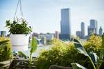 greenville hanging basket 24cm white
